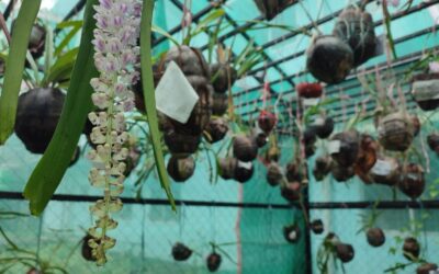 Orchidarium