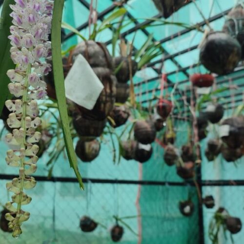 Orchidarium