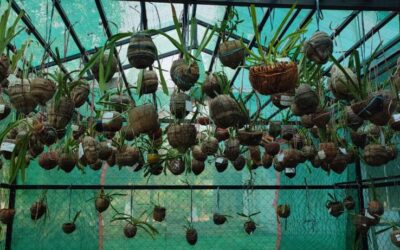 Orchidarium (2)