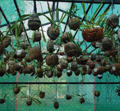 Orchidarium (2)