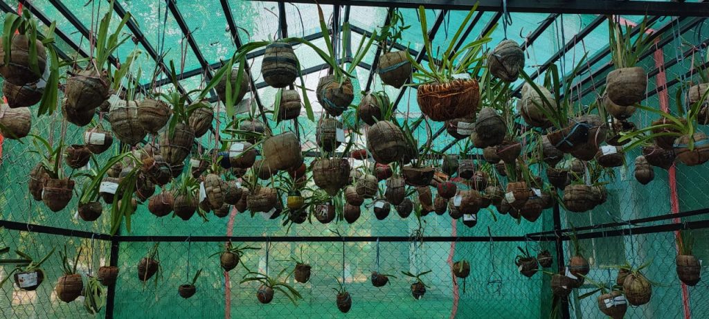 Orchidarium (2)